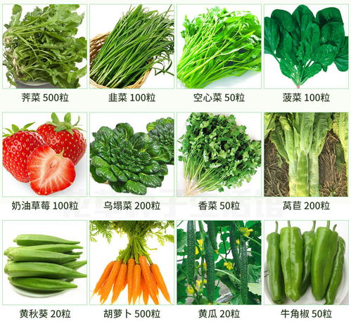 陽(yáng)臺(tái)上的四季菜園 從種子到餐桌的種植指南